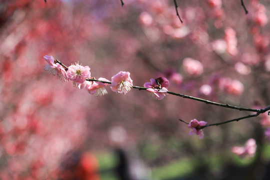 桃花梅花朵朵开