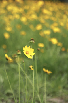 黄色小邹菊