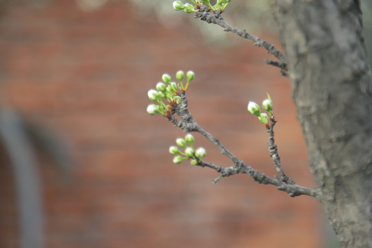 白色樱花