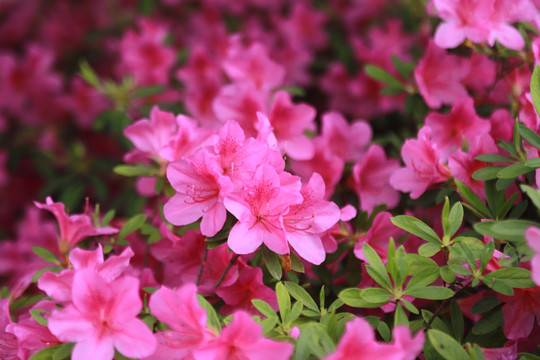 杜鹃花映山红