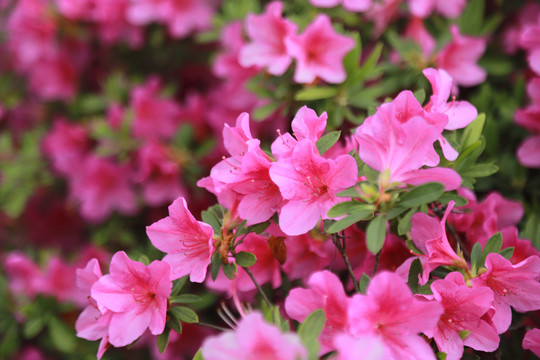 杜鹃花映山红