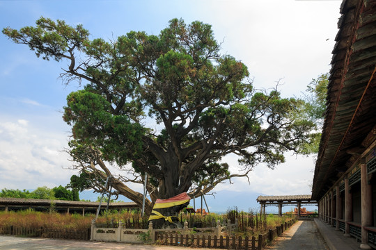 介休秦柏岭秦柏