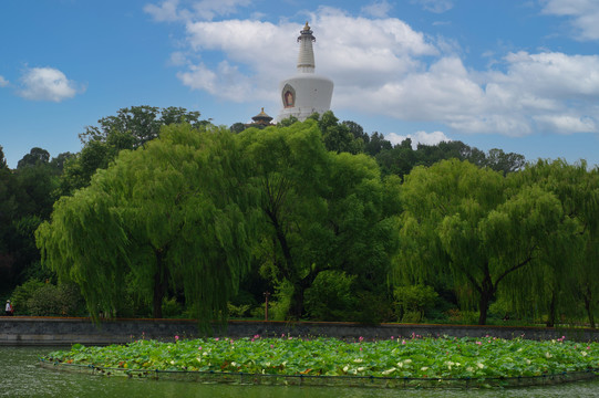 北京北海公园白塔荷花