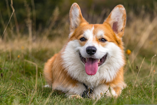 柯基犬