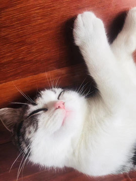 美短猫咪玩耍躺在地板睡着了
