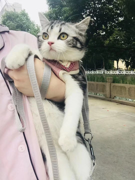 美短猫咪带着猫绳出门逛街