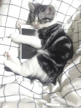 美短猫咪抓紧手机睡着了