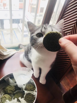 美短猫咪刚到饼干太爱了