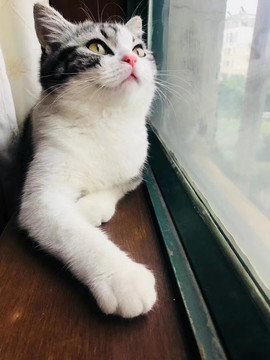 美短猫咪昂视窗外小鸟