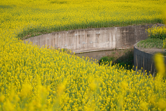 油菜花