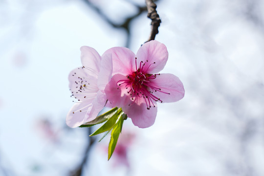 桃花