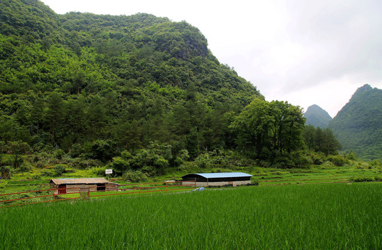 荔波田园