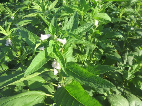 芝麻开花节节高