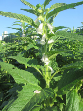 芝麻开花节节高