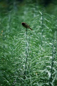 油菜籽