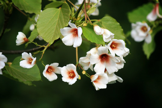 桐子花