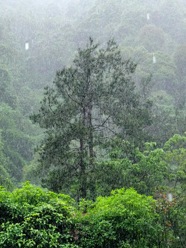 森林雨景