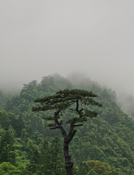 松林云雾贺州姑婆山