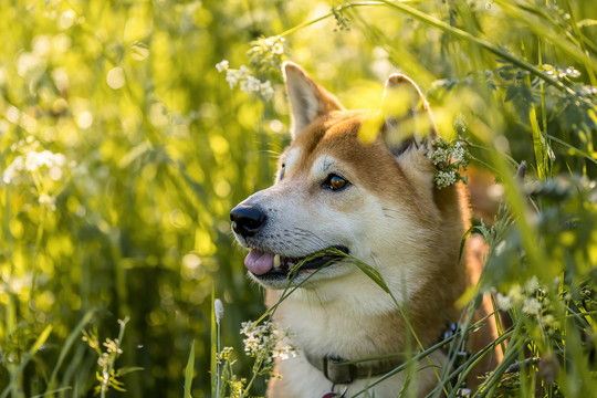 柴犬秋田犬