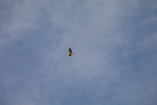 壽縣鳥島
