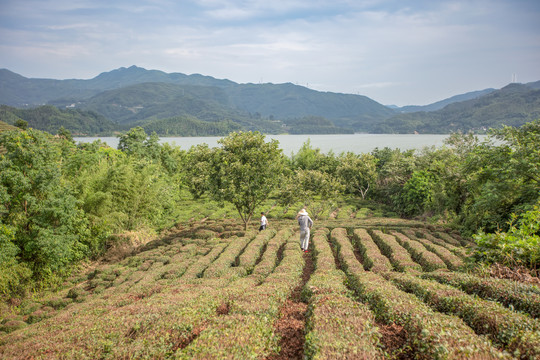 响洪甸水库库区茶园风光