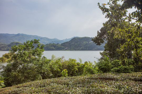 响洪甸水库库区茶园风光