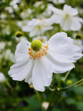 野棉花