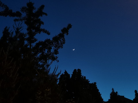 树木剪影夜景