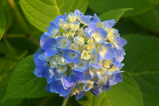 庭園觀賞花木繡球花