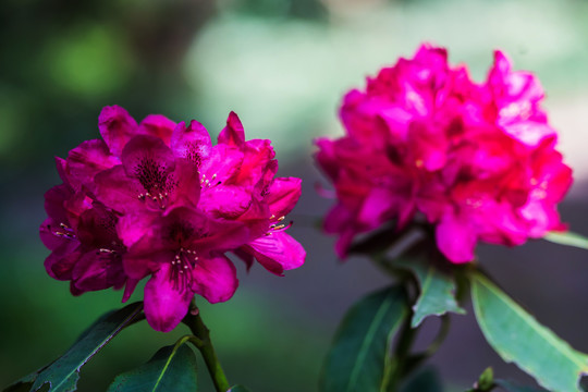 杜鹃花特写