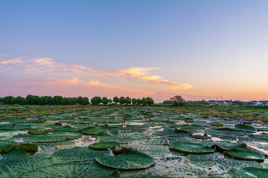 芡实种植基地