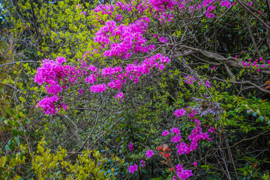 杜鹃花