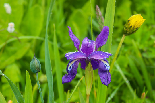 燕子花