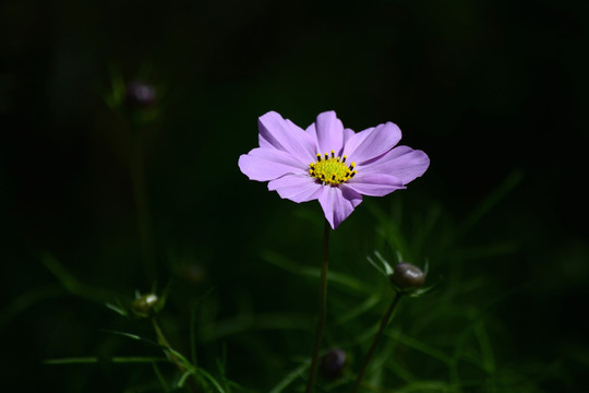 格桑花