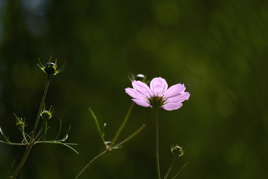 格桑花