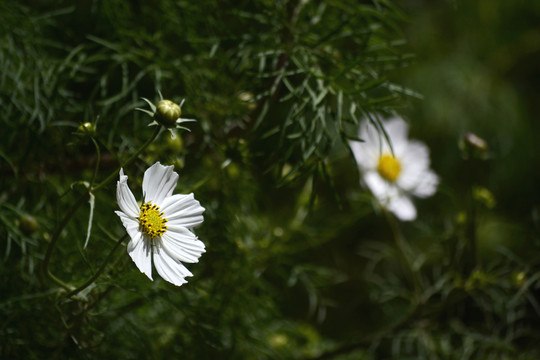 格桑花