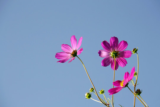 格桑花