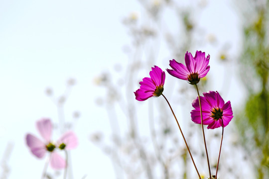 格桑花