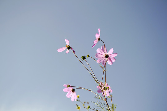 格桑花