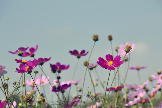 格桑花