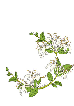 金銀花
