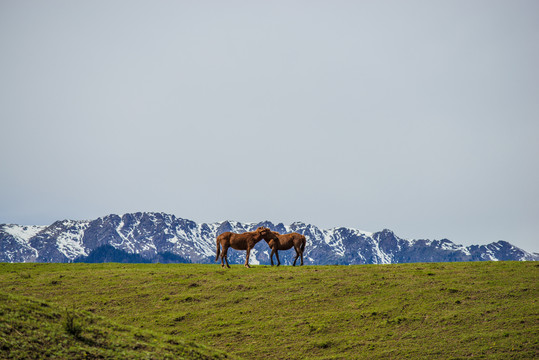 新疆天山悠闲的野马