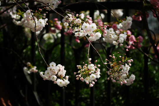 櫻花