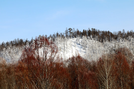 森林雪景