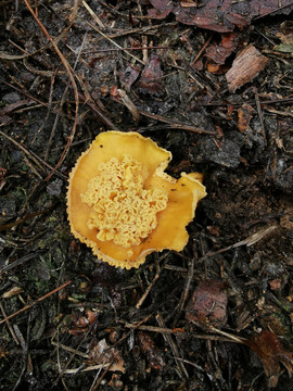 雞油菌