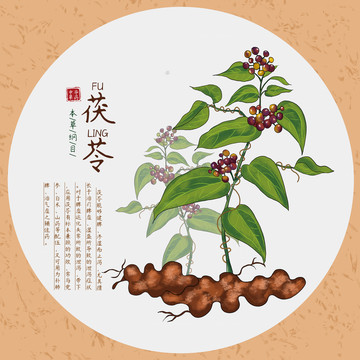 茯苓