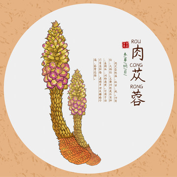 肉蓯蓉