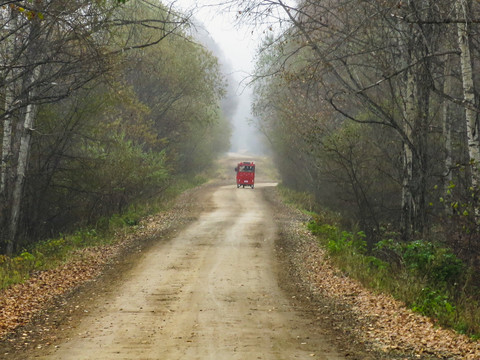 晨雾森林道路乡村