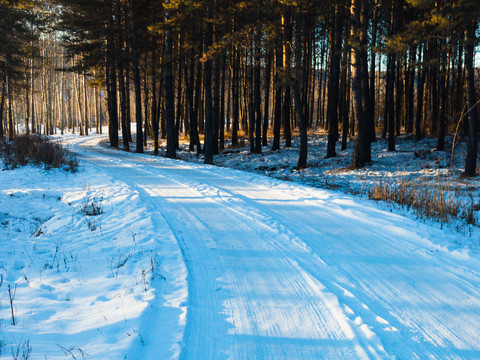 积雪道路车辙树林