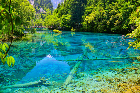 九寨沟五花海水中树